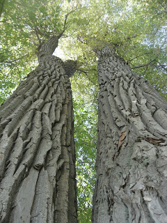 Old trees in Montreal