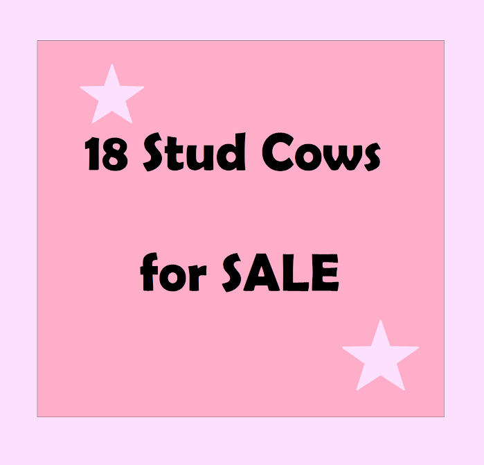 stud cows for sale