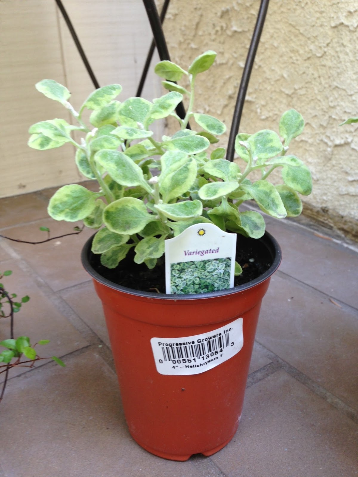O Garden, My Garden! The Pretty Pot &quot;Thriller Filler