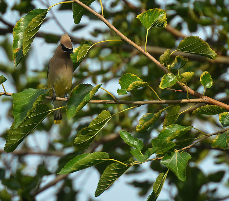 Red and the Peanut To attract Cedar Waxwings to your yard, let the