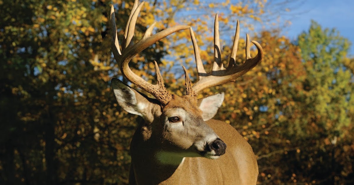 Whitetail Institute STUNNING INCREASE IN RECORDBOOK BUCKS IS NO