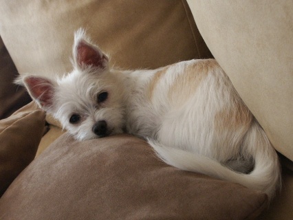 maltese chihuahua malchi terrier mix clothes mixed mixes puppies breeds dogs grown dog k9ofmine poodle yorkie yorkshire boston cairn breed