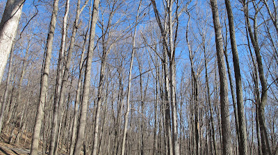 There is unrest in the forest, There is trouble with the trees