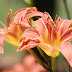 For the Love of a Day Lily