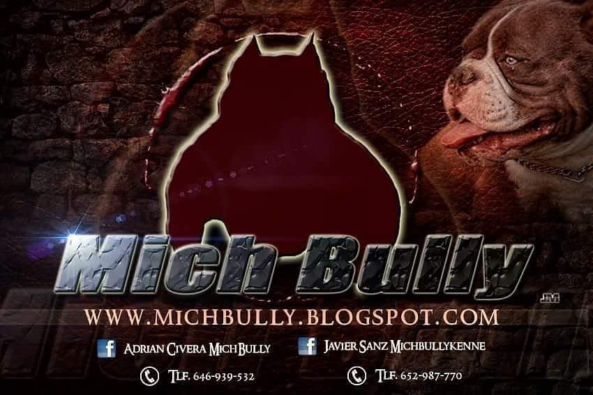 Cria y Seleccion del American Bully