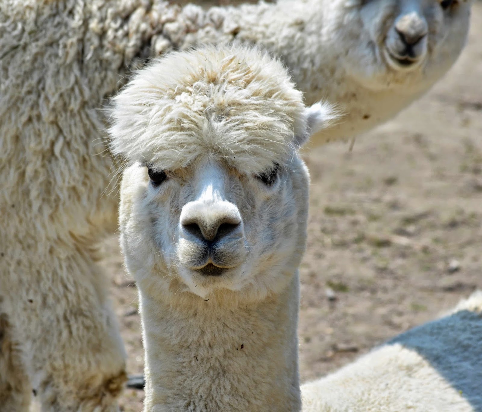 BarnBugStudio ALPACA SHEARING DAY 2014