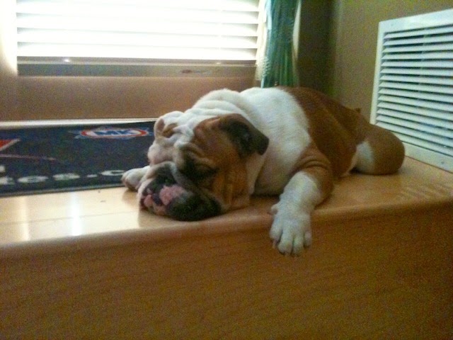 a day in the life of an English bulldog