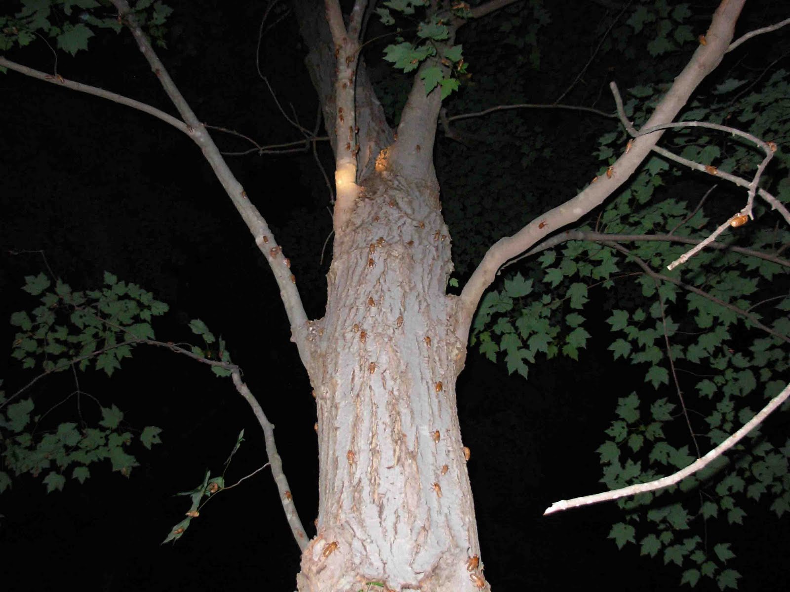 Cicada Tree