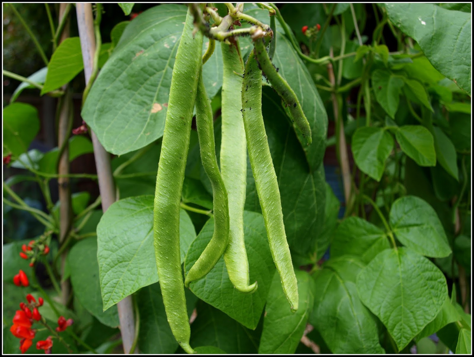 Mark's Veg Plot Climbing Beans progress, and a surprise