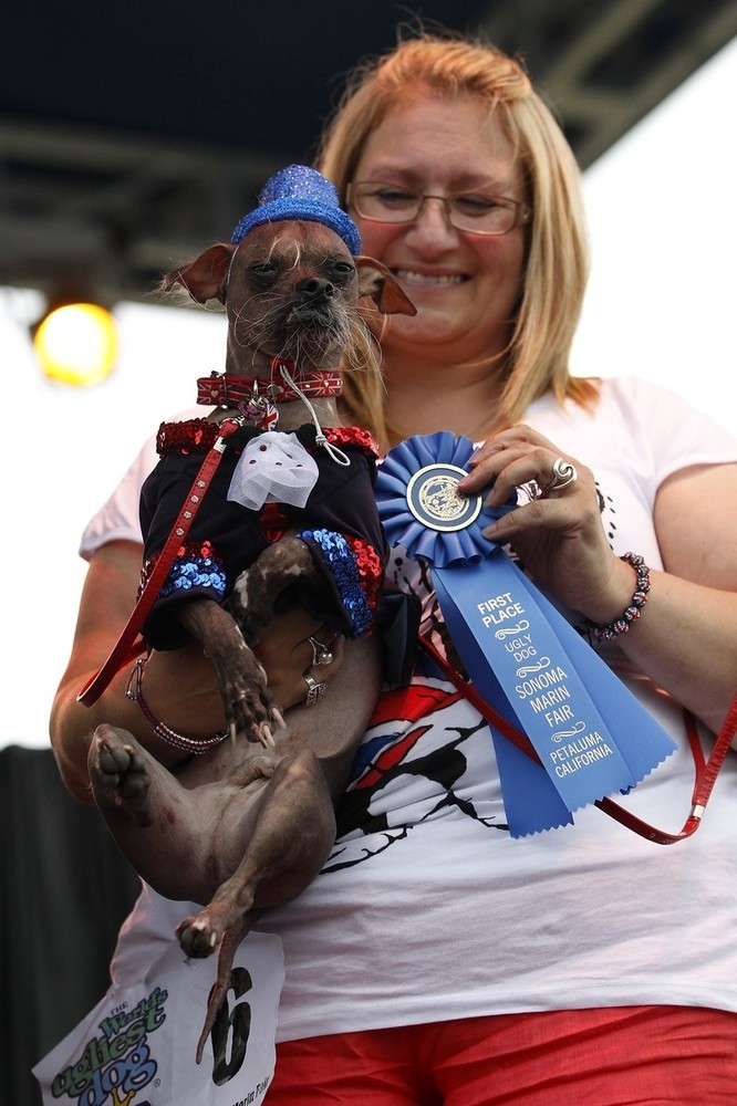 The 2012 World's Ugliest Dog Contest (18 pics) 18 photos from 24th annual World's Ugliest Dog Contest, mugly, ugly dogs, world's ugliest dog, ugly dog pictures