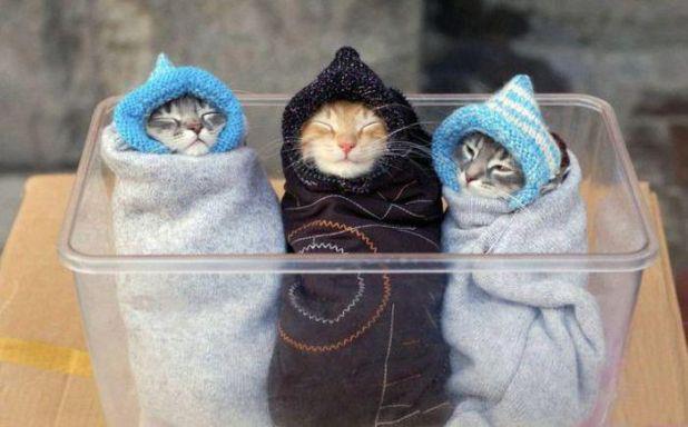 Cats at winter Unbound State Humor , Funny Pictures and Interesting