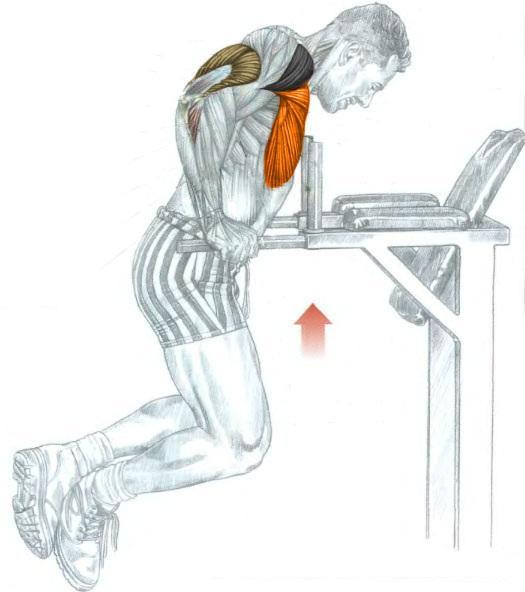 Top 5 Chest Exercises (for mass) Bodydulding