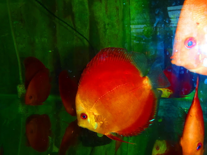 new arrival discus