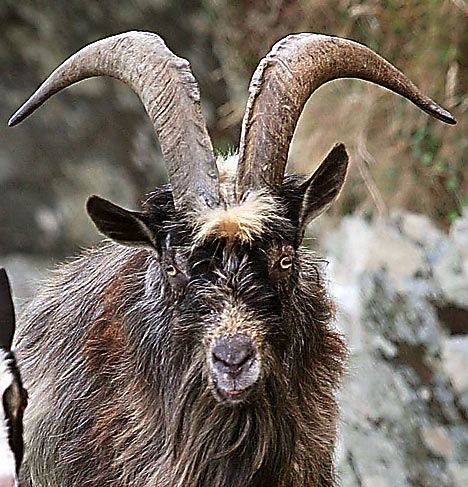 Large Goat