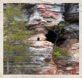 Vulture perched on cliff of canyon