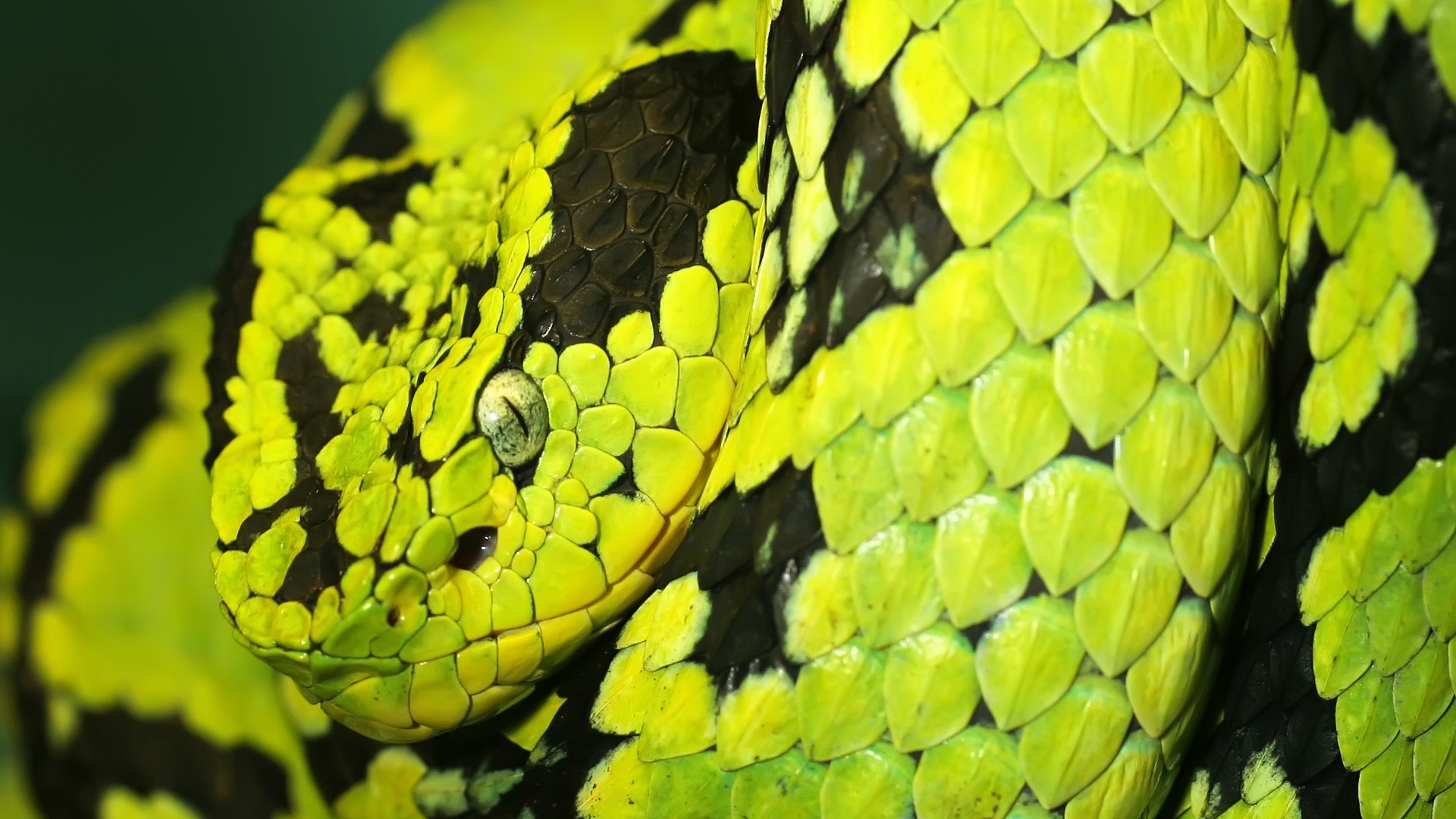 http://4.bp.blogspot.com/-GtwOwrnWhBI/UDoI5fcJpeI/AAAAAAAAHo4/5qHJQr1H9G0/s0/green-and-black-snake-1920x1080-wallpaper.jpg