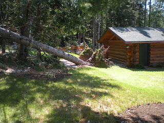 Ely Minnesota storm July 4th 2012, Uprooted Pine, https://huismanconcepts.com/