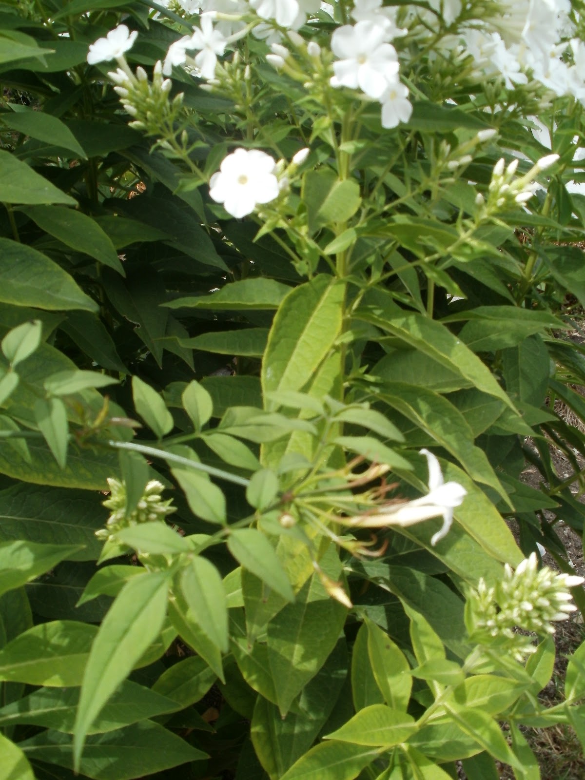 Le Jardin De Marie En Charentemaritime Aout 2012