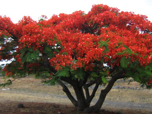 Où pousse le flamboyant ?