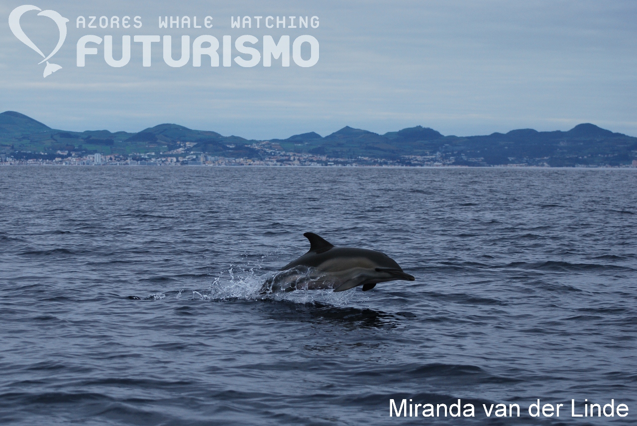 Dolphins And Rainbows