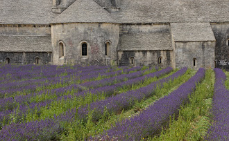 Rows of lavender around the Abbeye des Senanques