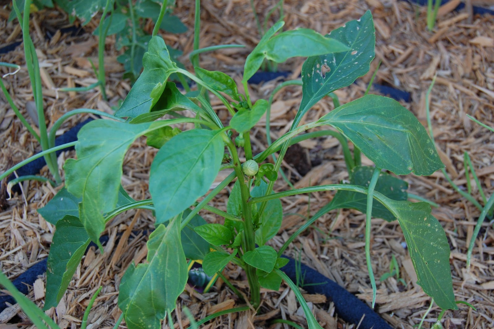 This is the Tycoon tomato. The bell pepper plant has a large bud forming and