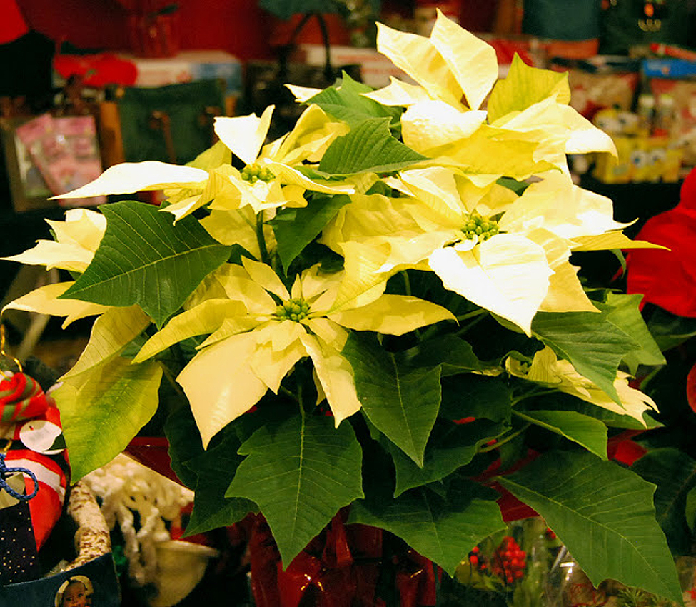 para decorar los hogares, en las fiestas de Navidad, Fin de Año y para decorar los hogares, en las fiestas de Navidad, Fin de Año y