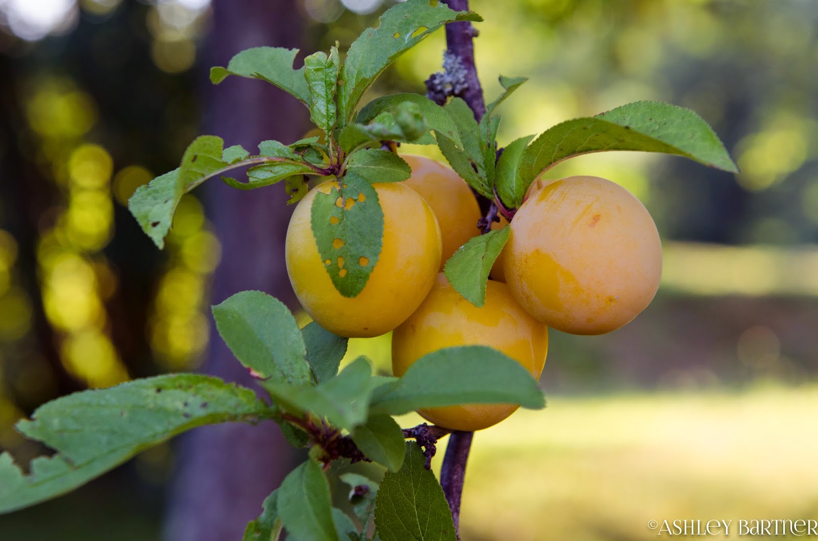 Plum Perfect A Bumper Crop Mean Farm to Table is a Group Effort La