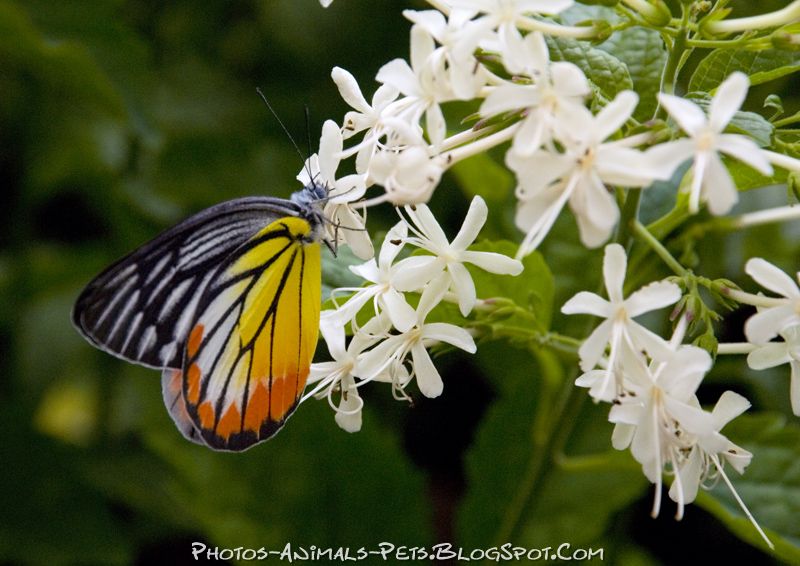 Dangerous of Wild Animals Butterfly picture