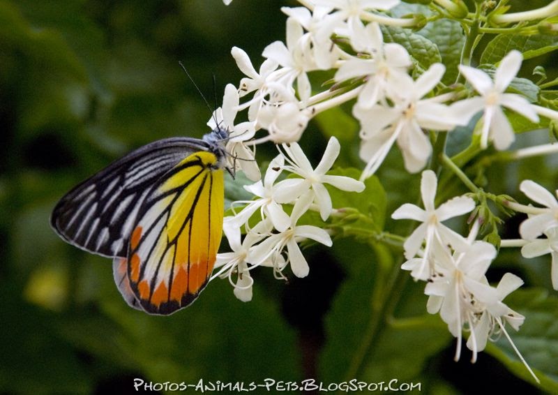 Dangerous of Wild Animals Butterfly picture