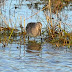 Long-billed Dowitcher at The Gann