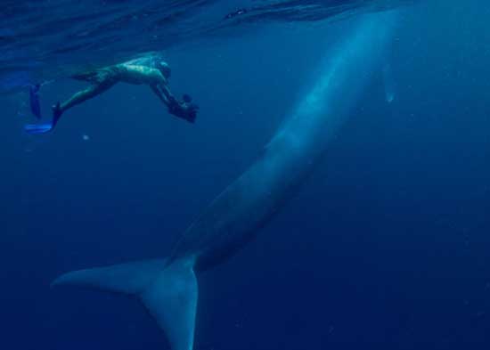 Largest Marine Sea Creatures Out There Blue Whale Largest Marine Sea Creatures Out There Blue Whale