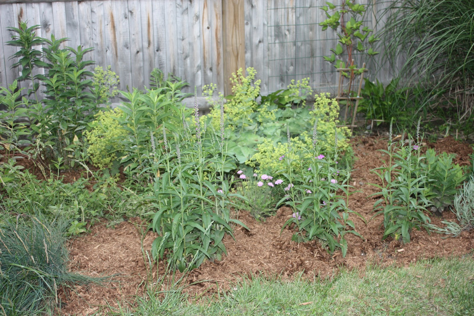 Focus On Natives Muhly Grass Birds And Blooms