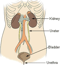 excretion hseb notes urinary physiology zoology biology bladder class figure