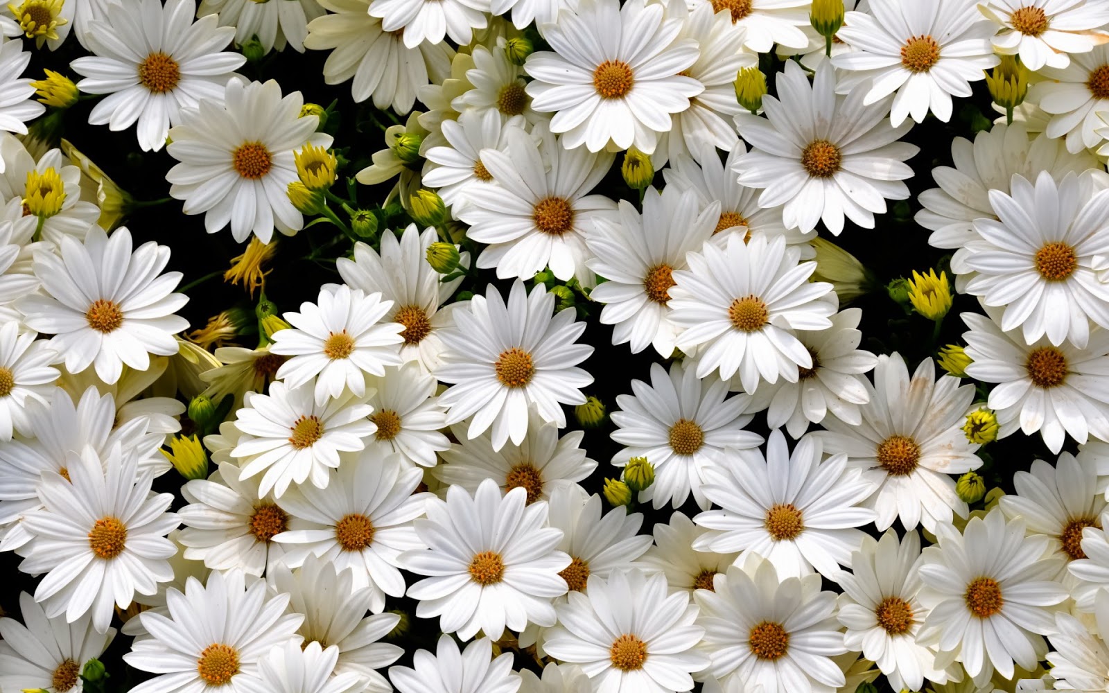 White Gerbera Daisy Flower Photography HD pictures & Wallpapers