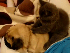 funny gifs, cat massaging dog gif