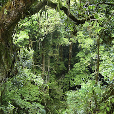 gambar hutan tropis, foto hutan