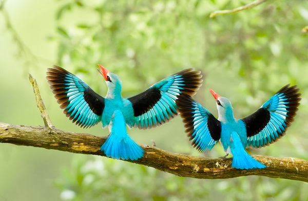 Patamata Praneel: BEAUTIFUL SKYBLUE TWIN BIRDS IMAGE