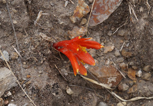 Clinanthus humilis (Herb.) Meerow