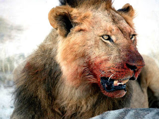 dangerous bloody lion 