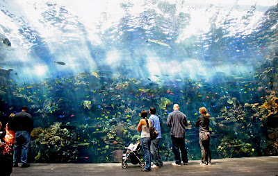 Georgia Aquarium Seen On www.coolpicturegallery.us