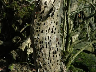 bukanklikunic.blogspot.com - Ternyata Pohon Uang Beneran Ada !!