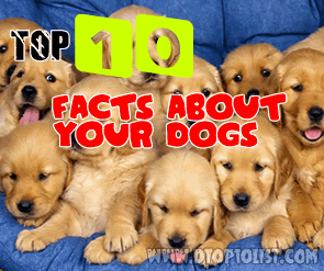 Top 10 Amazing Facts About Your Dogs Top 10 Amazing Facts About Your Dogs