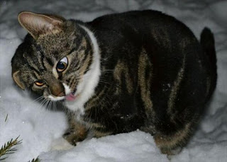 Katze stoned im Schnee
