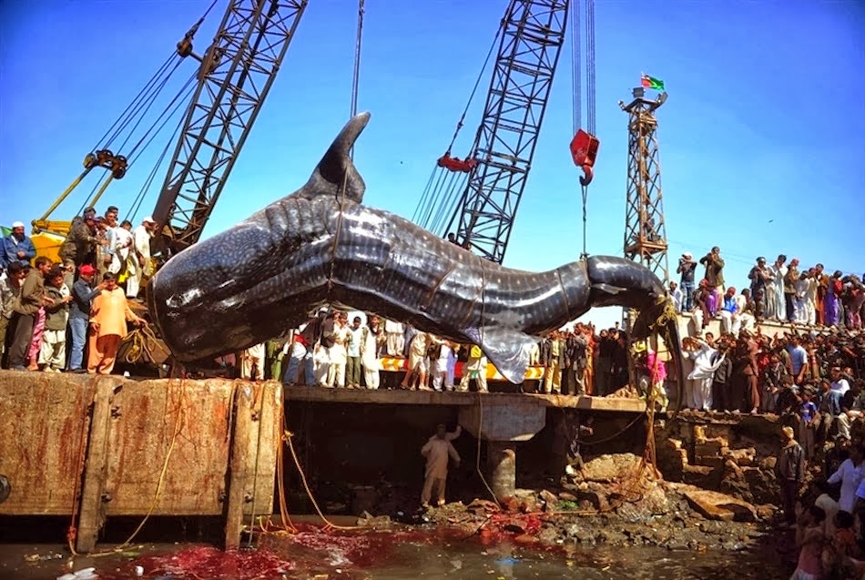 World's Biggest Fish FUN INVENTORS