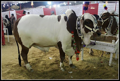 Cow Mandi, Cow Mandi 2015, Cow Mandi Pictures, Cow Mandi pics, Cow Mandi images, Cow Mandi photos, Cow Mandi videos, Cow Mandi karachi, Cow Mandi videos youtube, Cow Mandi youtube, Cow Mandi dailymotion, Cow Mandi videos dailymotion, Cow Mandi 2015, Cow Mandi 2014 videos, Cow Mandi  karachi videos, Cow Mandi facebook, Cow Mandi facebook 2014, Cow Mandi address, Cow Mandi pakistan, Cow Mandi karachi Pakistan, Cow Mandi sohrab goth, Cow Mandi dailymotion 2014,  Cow Mandi dailymotion 2015, Cow Mandi dailymotion 2016, Cow Mandi dailymotion 2017,  Cow Mandi 2015, Cow Mandi 2016 Cow Mandi 2017, Cow Mandi 2018, Cow Mandi facebook 2015, Cow Mandi facebook 2016, Cow Mandi facebook 2017, Cow Mandi facebook 2018, Cow Mandi facebook 2019,   Cow Mandi qurbani, Cow Mandi qurbani videos, Cow Mandi qurbani pictures, Cow Mandi qurbani 2014, Cow Mandi qurbani 2015, Cow Mandi qurbani 2016, Cow Mandi qurbani 2017, Cow Mandi qurbani facebook, Cow Mandi qurbani dailymotion, Cow Mandi qurbani youtube, Pan Mandi cow qurbani, Karachi Cow Mandi qurbani 2014, Qurbani Cow Mandi, Cow Mandi wallpapers, Cow Mandiwith songs, Cow Mandi websites, Cow Mandi location, Cow Mandi contact, Cow Mandi catwalk, Cow Mandi 2014 prices, Cow Mandi rate list, Cow Mandi 2014 karachi, Cow Mandi karachi 2015, Cow Mandi pakistan 2015, Cow Mandi bakra eid, Cow Mandi bakra eid pakistan, Cow Mandi bakra eid  2014 Pakistan, Cow Mandi bakra eid  2014, Cow Mandi bakra eid  2014 karachi, Eid Cow Mandi 2014, Eid Cow Mandi 2015, Eid Cow Mandi 2016, Eid Cow Mandi 2017, Cow Mandi express, Cow Mandi rawalpindi 2014,  Cow Mandi rawalpindi 2015, Cow Mandi rawalpindi 2016, Cow Mandi rawalpindi 2017, Cow Mandi rawalpindi rate, Cow Mandi rawalpindi Pictures, Today Cow Mandi, Top Cow Mandi, The Cow Mandi, Cow Mandi  updates, Cow Mandi 2014 updates, Cow Mandi  in karachi, Cow Mandi  in pakistan, Cow Mandi  india, Cow Mandi  islamabad, Cow Mandi  in karachi 2014, Cow Mandi  in pakistan 2014, Cow Mandi  in karachi video dailymotion, Cow Mandi  in Pakistan video dailymotion, Cow Mandi on facebook, Cow Mandi online, Cow Mandi  online 2014, Cow Mandi olx, Cow Mandi pics 2014, Cow Mandi pictures 2014,  Cow Mandi pics karachi, Cow Mandi 2014,  Cow Mandi at karachi, Cow Mandi at karachi 2014, Cow Mandi all pic, Cow Mandi all pic 2014, asia Cow Mandi, asia Cow Mandi 2014, afridi Cow Mandi 2014, afridi Cow Mandi, Cow Mandi sohrab goth 2014, Cow Mandi sohrab goth 2015, Cow Mandi sohrab goth 2016, Cow Mandi sohrab goth 2017, Cow Mandi sukkur 2014, Cow Mandi dilpasand, Cow Mandi dubai, Cow Mandi for sale, Cow Mandi flight, Cow Mandi fsd, Cow Mandi faislabad, Cow Mandi games, 2014, Cow Mandi games 2015, Cow Mandi hyderabad, Cow Mandi highway, Cow Mandi hyderabad 2014, Cow Mandi lahore, Cow Mandi lasania, Cow Mandi live, Cow Mandi funny clips 2014, Big Cow Mandi 2014, Cow Mandi new 2014, new Cow Mandi karachi 2014,  Cow Mandimovie, Cow Mandi multan, Cow Mandi malir, Cow Mandi map,bakra Mandi, bakra Mandi 2014, bakra Mandi Pictures, bakra Mandi pics, bakra Mandi images, bakra Mandi photos, bakra Mandi videos, bakra Mandi karachi, bakra Mandi videos youtube, bakra Mandi youtube, bakra Mandi dailymotion, bakra Mandi videos dailymotion, bakra Mandi 2015, bakra Mandi 2014 videos, bakra Mandi karachi videos, bakra Mandi facebook, bakra Mandi facebook 2014, bakra Mandi address, bakra Mandi pakistan, bakra Mandi karachi Pakistan, bakra Mandi sohrab goth, bakra Mandi dailymotion 2014, bakra Mandi dailymotion 2015, bakra Mandi dailymotion 2016, bakra Mandi dailymotion 2017, bakra Mandi 2015, bakra Mandi 2016 bakra Mandi 2017, bakra Mandi 2018, bakra Mandi facebook 2015, bakra Mandi facebook 2016, bakra Mandi facebook 2017, bakra Mandi facebook 2018, bakra Mandi facebook 2019, bakra Mandi qurbani, bakra Mandi qurbani videos, bakra Mandi qurbani pictures, bakra Mandi qurbani 2014, bakra Mandi qurbani 2015, bakra Mandi qurbani 2016, bakra Mandi qurbani 2017, bakra Mandi qurbani facebook, bakra Mandi qurbani dailymotion, bakra Mandi qurbani youtube, Pan Mandi bakra qurbani, Karachi bakra Mandi qurbani 2014, Qurbani bakra Mandi, bakra Mandi wallpapers, bakra Mandiwith songs, bakra Mandi websites, bakra Mandi location, bakra Mandi contact, bakra Mandi catwalk, bakra Mandi 2014 prices, bakra Mandi rate list, bakra Mandi 2014 karachi, bakra Mandi karachi 2015, bakra Mandi pakistan 2015, bakra Mandi bakra eid, bakra Mandi bakra eid pakistan, bakra Mandi bakra eid 2014 Pakistan, bakra Mandi bakra eid 2014, bakra Mandi bakra eid 2014 karachi, Eid bakra Mandi 2014, Eid bakra Mandi 2015, Eid bakra Mandi 2016, Eid bakra Mandi 2017, bakra Mandi express, bakra Mandi rawalpindi 2014, bakra Mandi rawalpindi 2015, bakra Mandi rawalpindi 2016, bakra Mandi rawalpindi 2017, bakra Mandi rawalpindi rate.