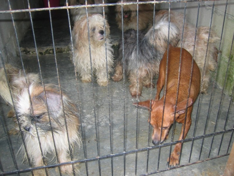 5 rescued (from breeder) dogs spayed « AnimalCare