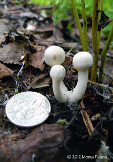 A trio of wee white mushrooms.