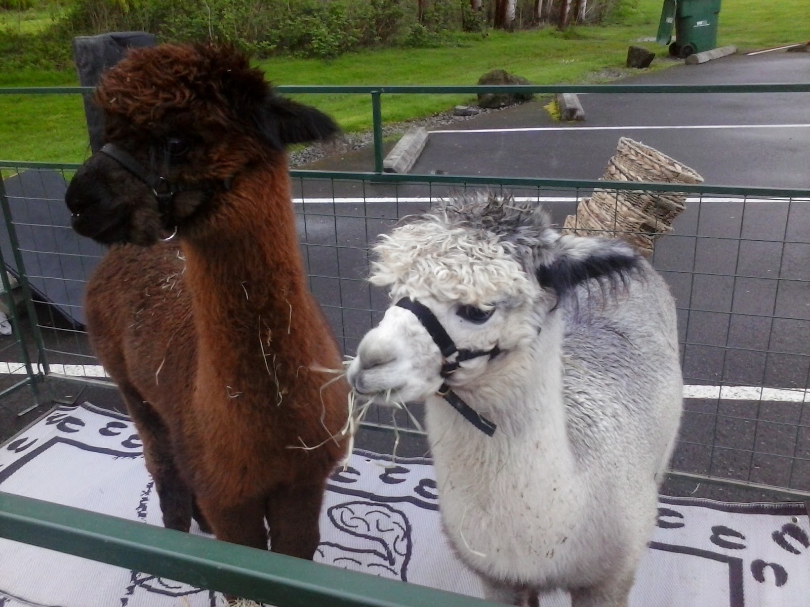 Kent S Bike Blog 30daysofscootering Issaquah Farmers Market