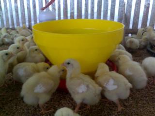 Baby Chick Feeder (Tempat Pakan Anak Ayam)